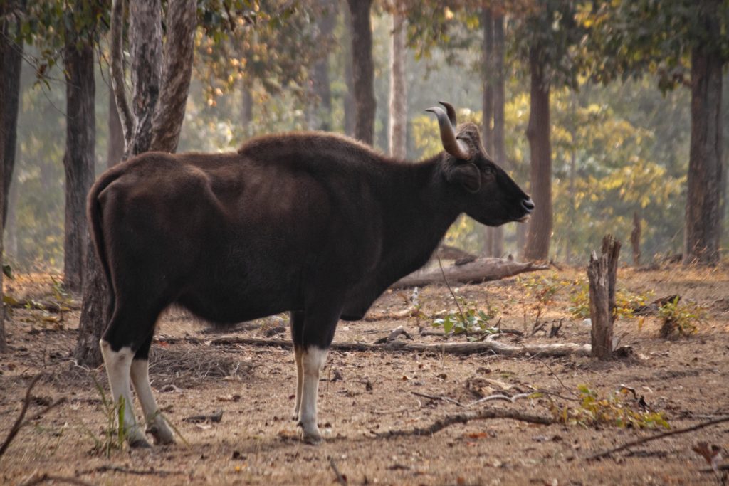 Gaur