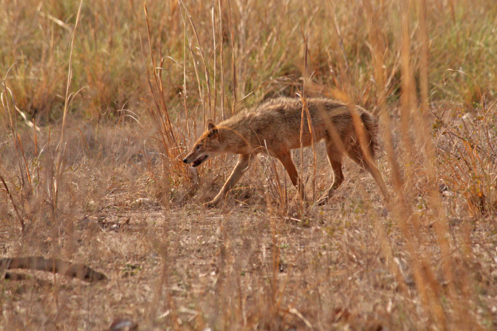 Jackal